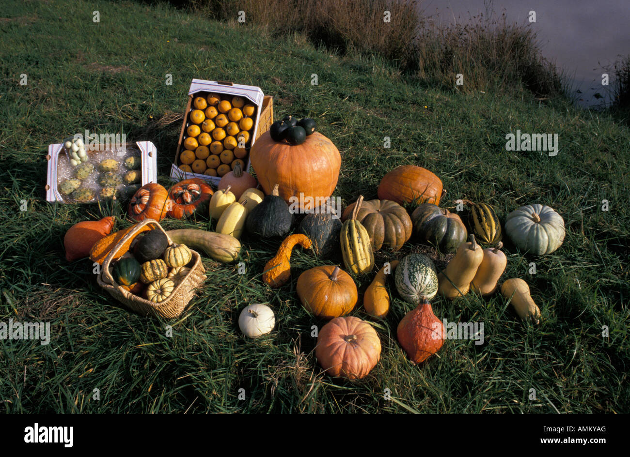 Nature morte de citrouille et coloquintes Cucurbita andreana pileiformis turbaniformis Cucurbita Cucurbita produit agricole Banque D'Images