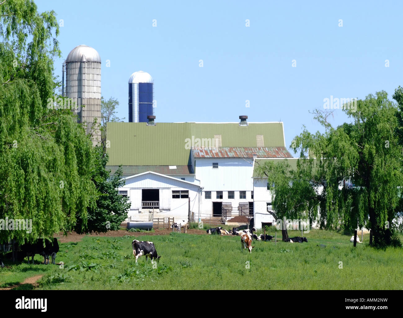 Une ferme Amish traditionnelle avec troupeau de vaches laitières près de Strasbourg New York United States America USA Banque D'Images