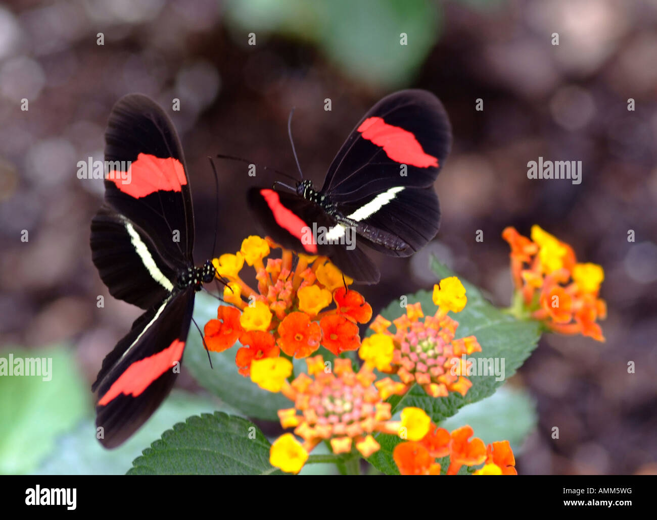 Belle Erato Heliconian papillons sur fleurs Starcluster égyptien à Hershey Gardens Florida United States America USA Banque D'Images