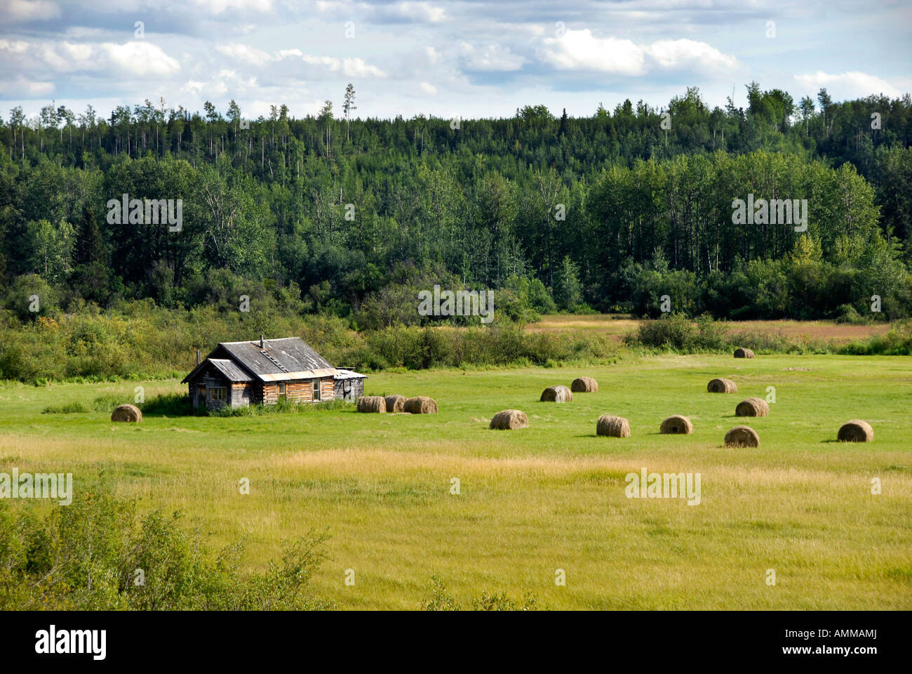 Terres agricoles le long de la route 16 près de Smithers, Colombie-Britannique BC Canada weathered barn récolte la récolte de foin sur le terrain Banque D'Images