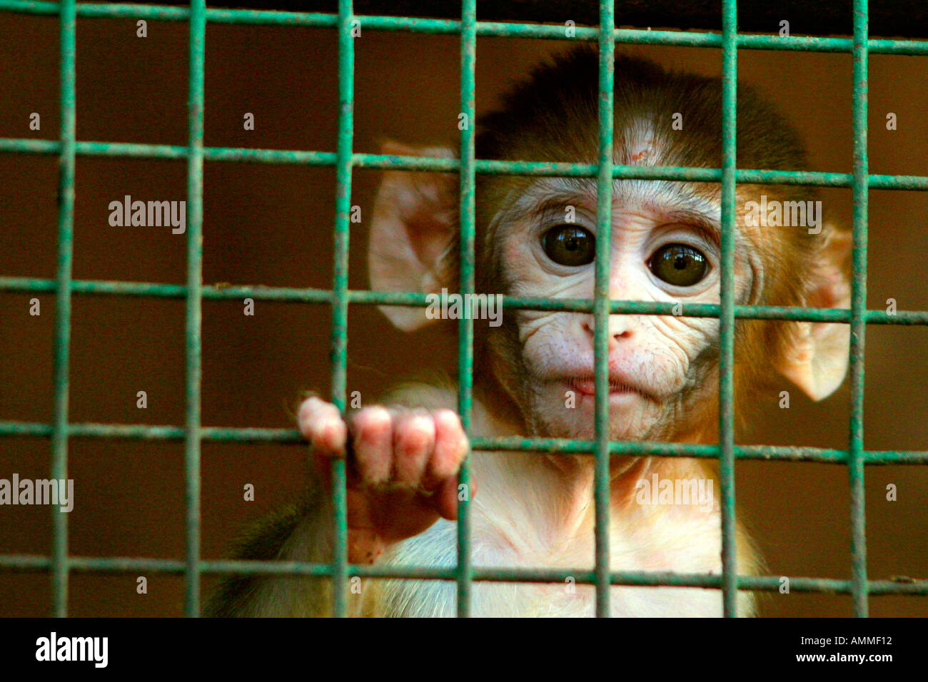 Zoo En Cage Banque d'image et photos Alamy