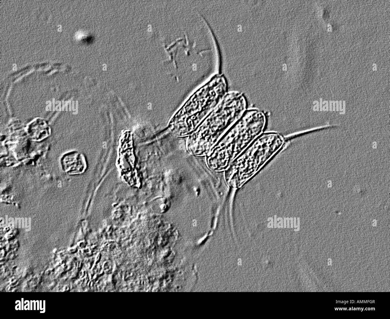 Scendesmus microscopiques algues Banque D'Images