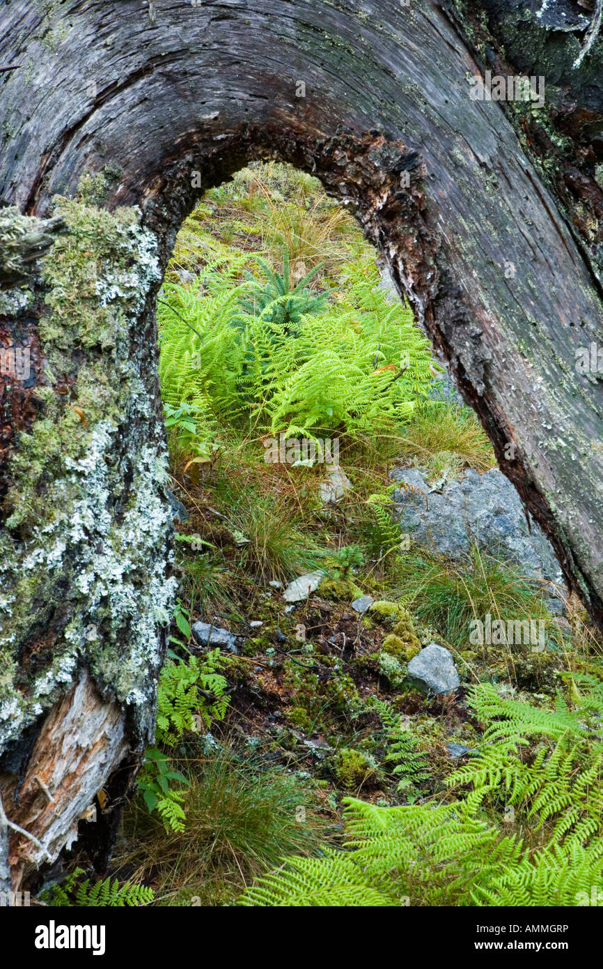 Les racines d'un arbre tombé forment une arche au-dessus de fougères et une épinette arbrisseau sur Isle au Haut dans le Maine s'Acadia National Park Banque D'Images