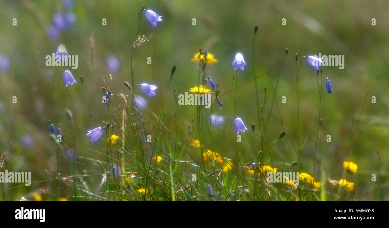 Harebells légèrement teintée ou jacinthes écossais à la fin de l'été Septembre Surrey prairie Banque D'Images