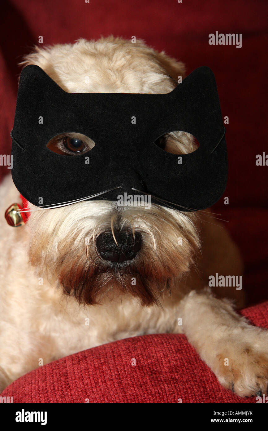 Wheaten Terrier Banque D'Images