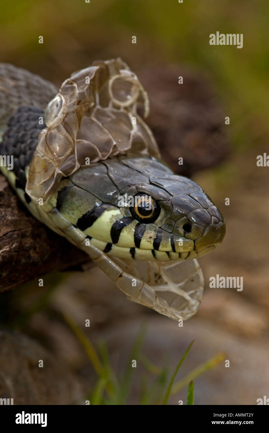 Couleuvre à collier Natrix natrix effusion peau mue UK Banque D'Images