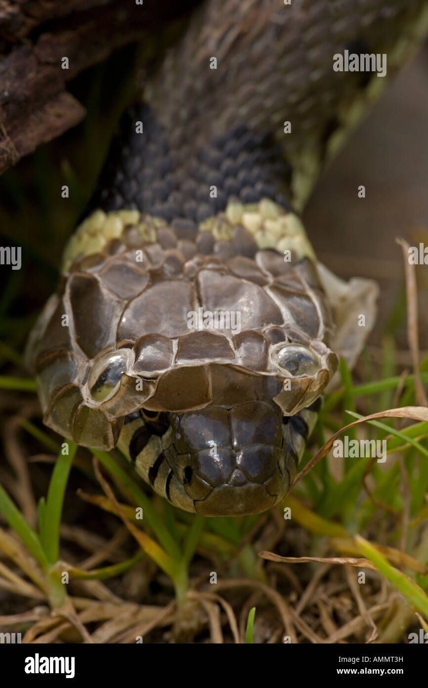 Couleuvre à collier Natrix natrix effusion peau mue UK Banque D'Images