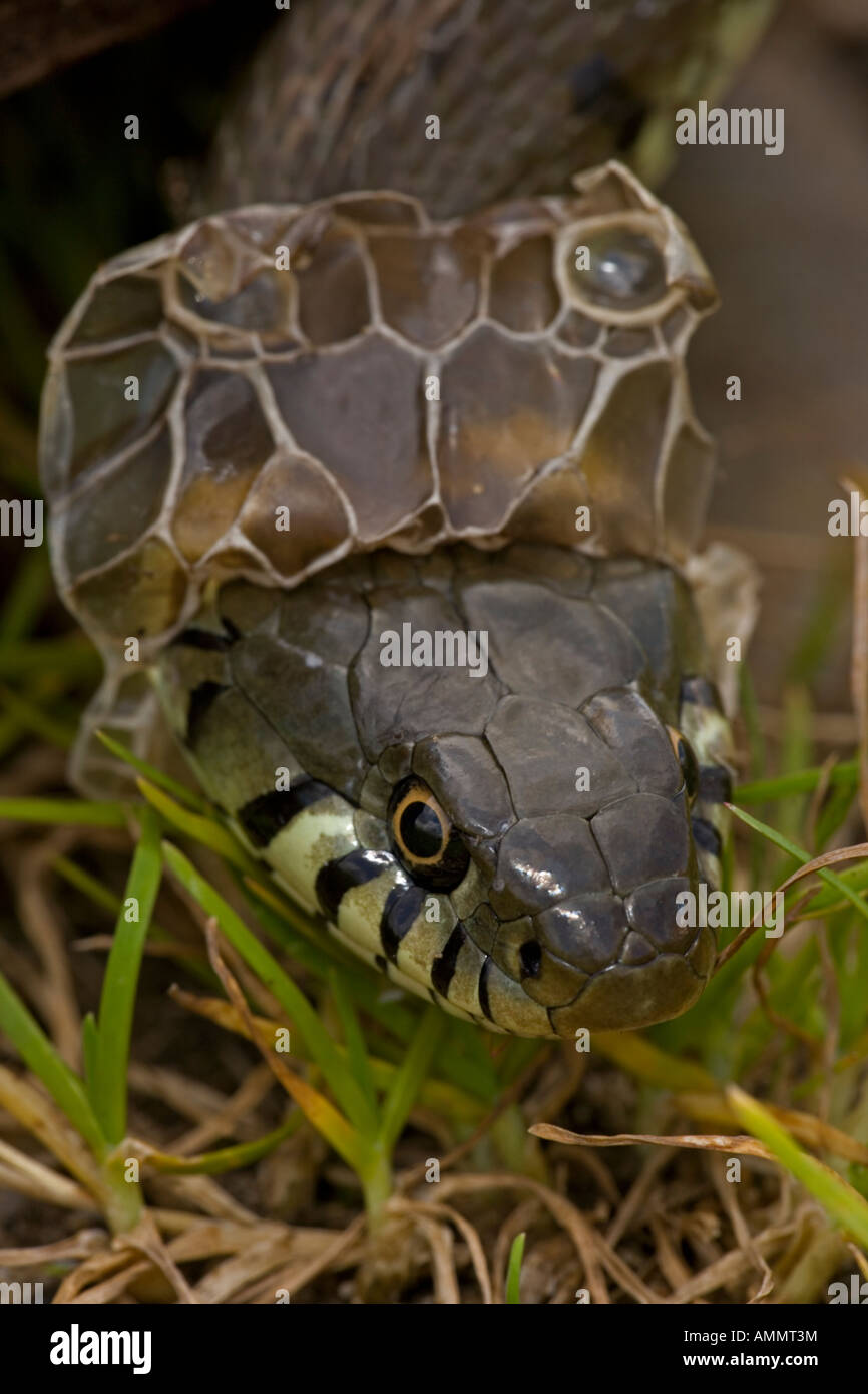 Couleuvre à collier Natrix natrix effusion peau mue UK Banque D'Images