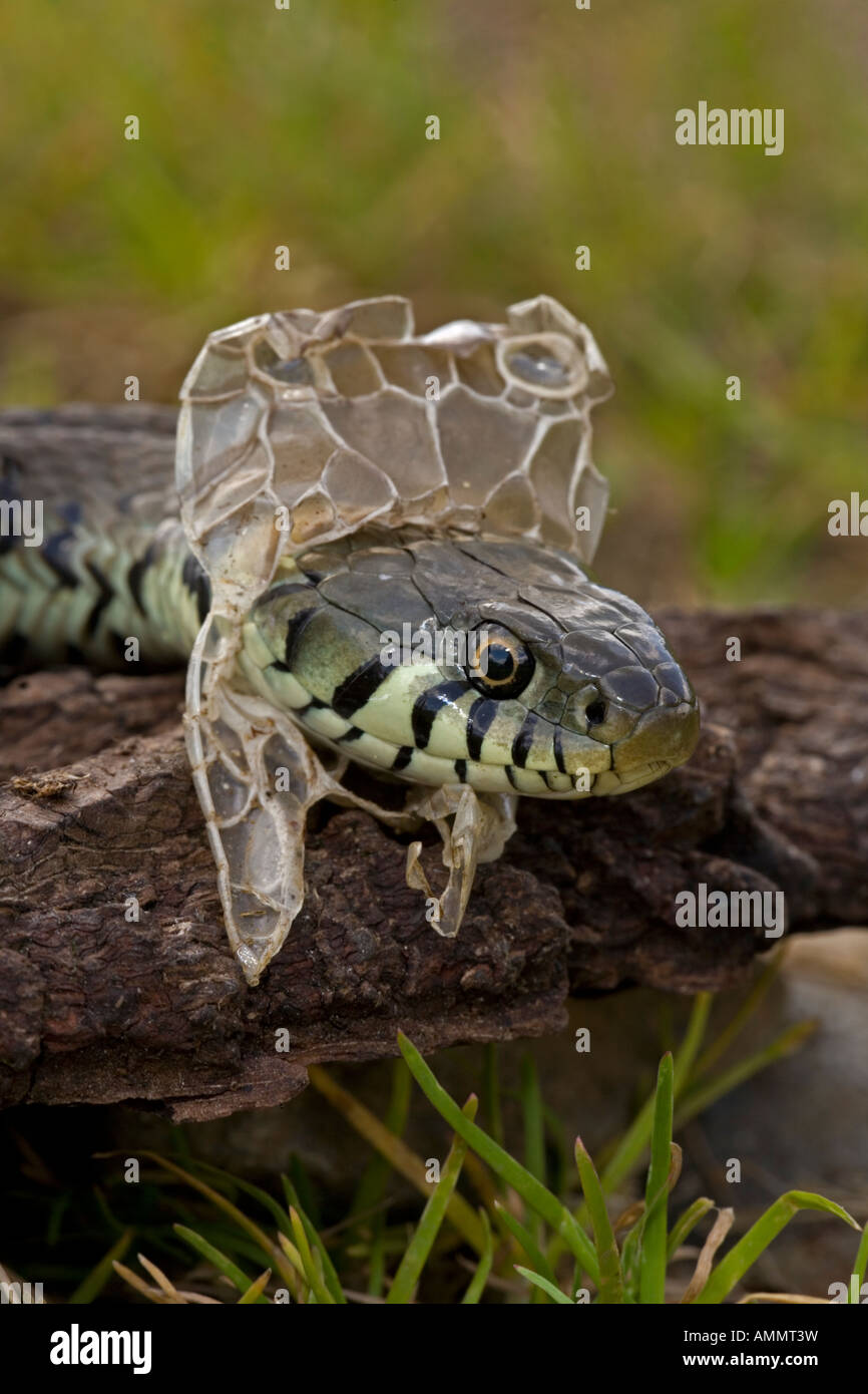 Couleuvre à collier Natrix natrix effusion peau mue UK Banque D'Images