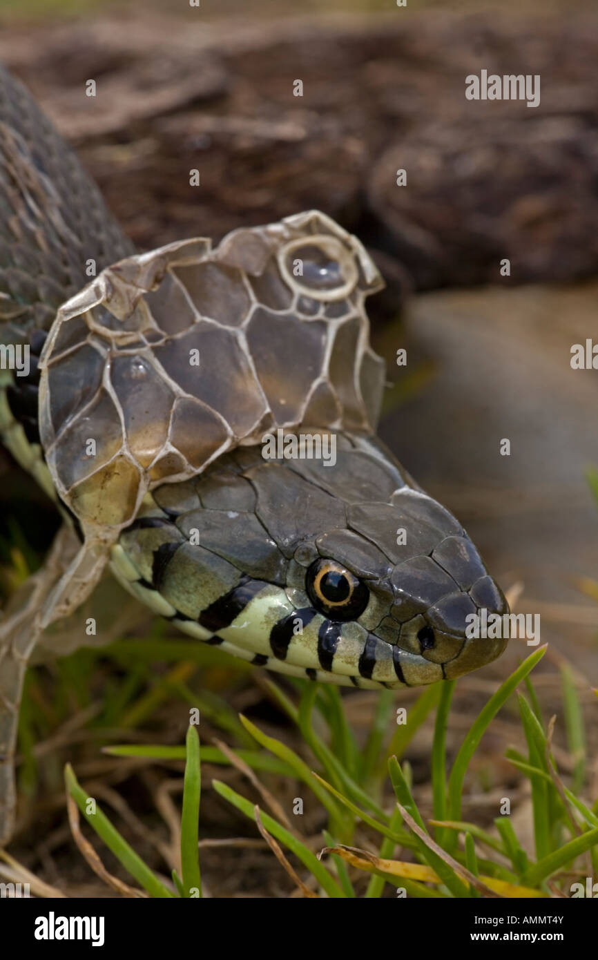 Couleuvre à collier Natrix natrix effusion peau mue UK Banque D'Images