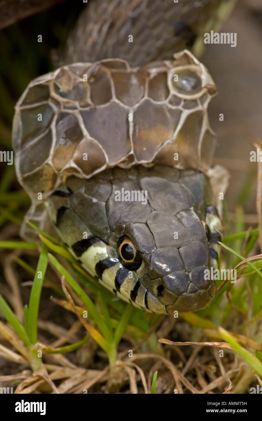Couleuvre à collier Natrix natrix effusion peau mue UK Banque D'Images