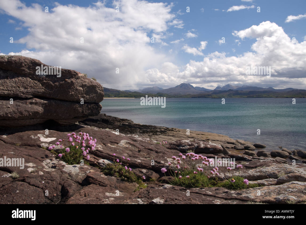 Fleurs d'été sur un rivage rocailleux à Gairloch Wester Ross l'Écosse avec les montagnes au loin Torridon Banque D'Images