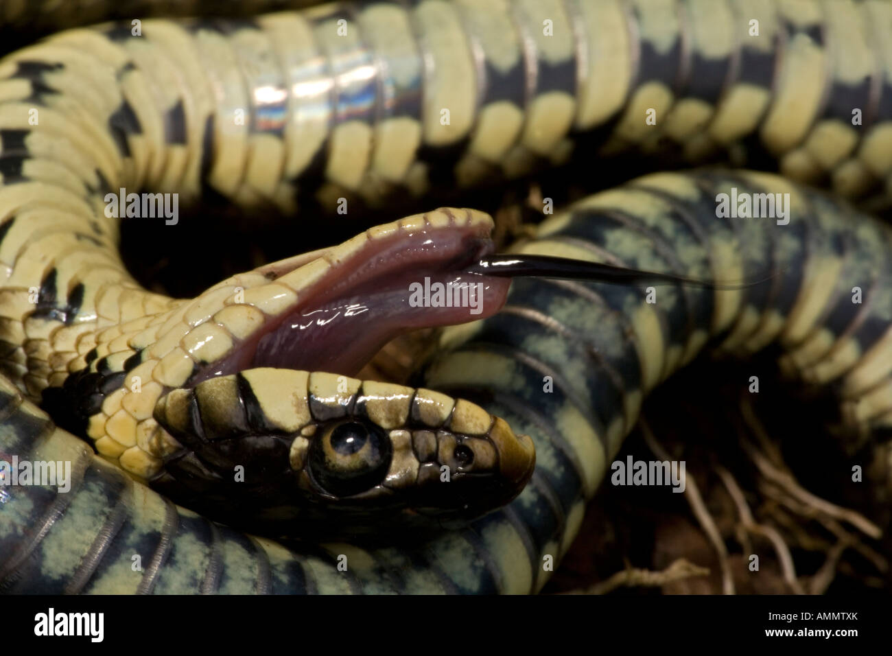 Couleuvre à collier Natrix natrix feignant la mort en position défensive England UK Banque D'Images
