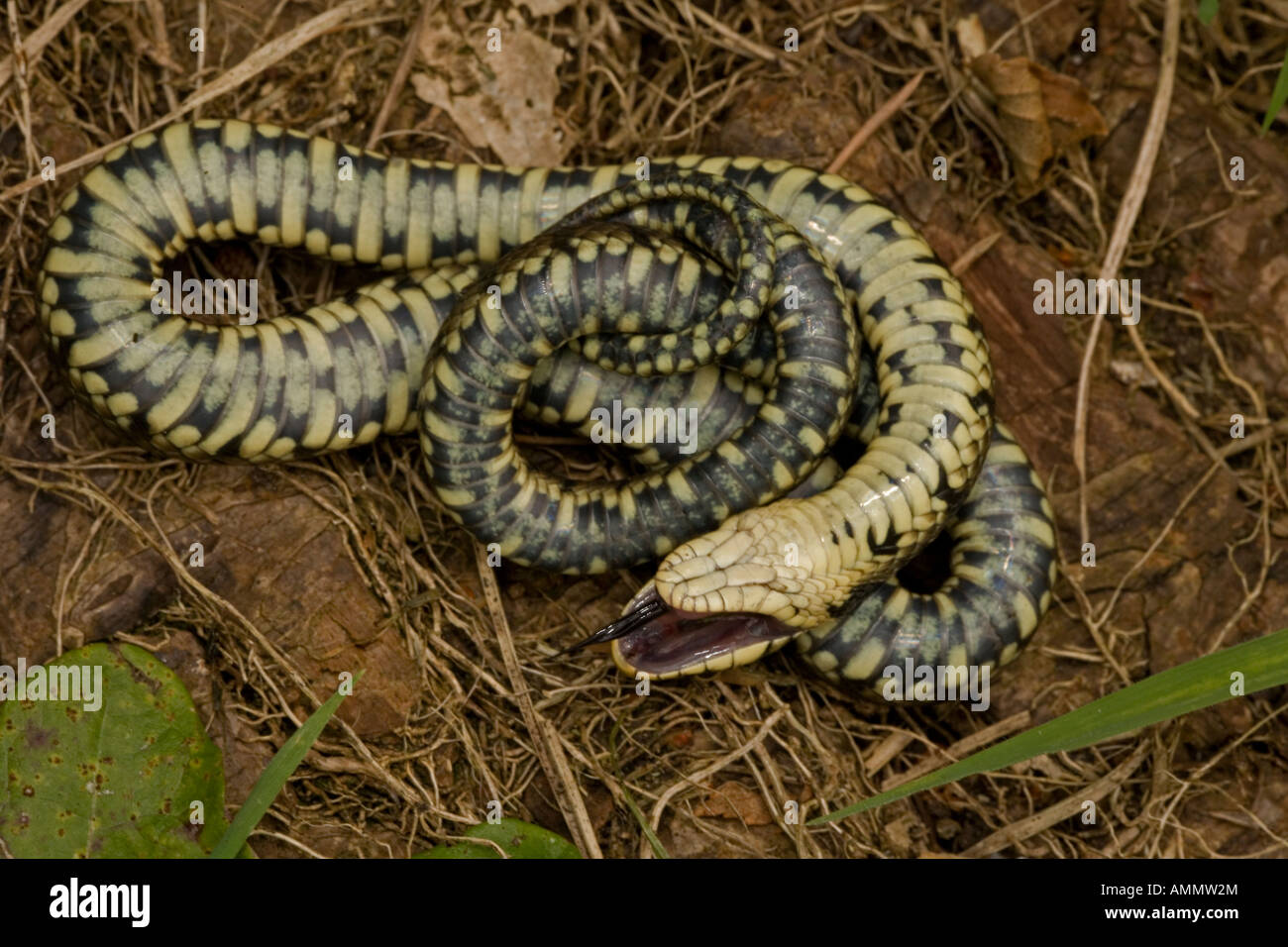 Couleuvre à collier Natrix natrix feignant la mort en position défensive England UK Banque D'Images