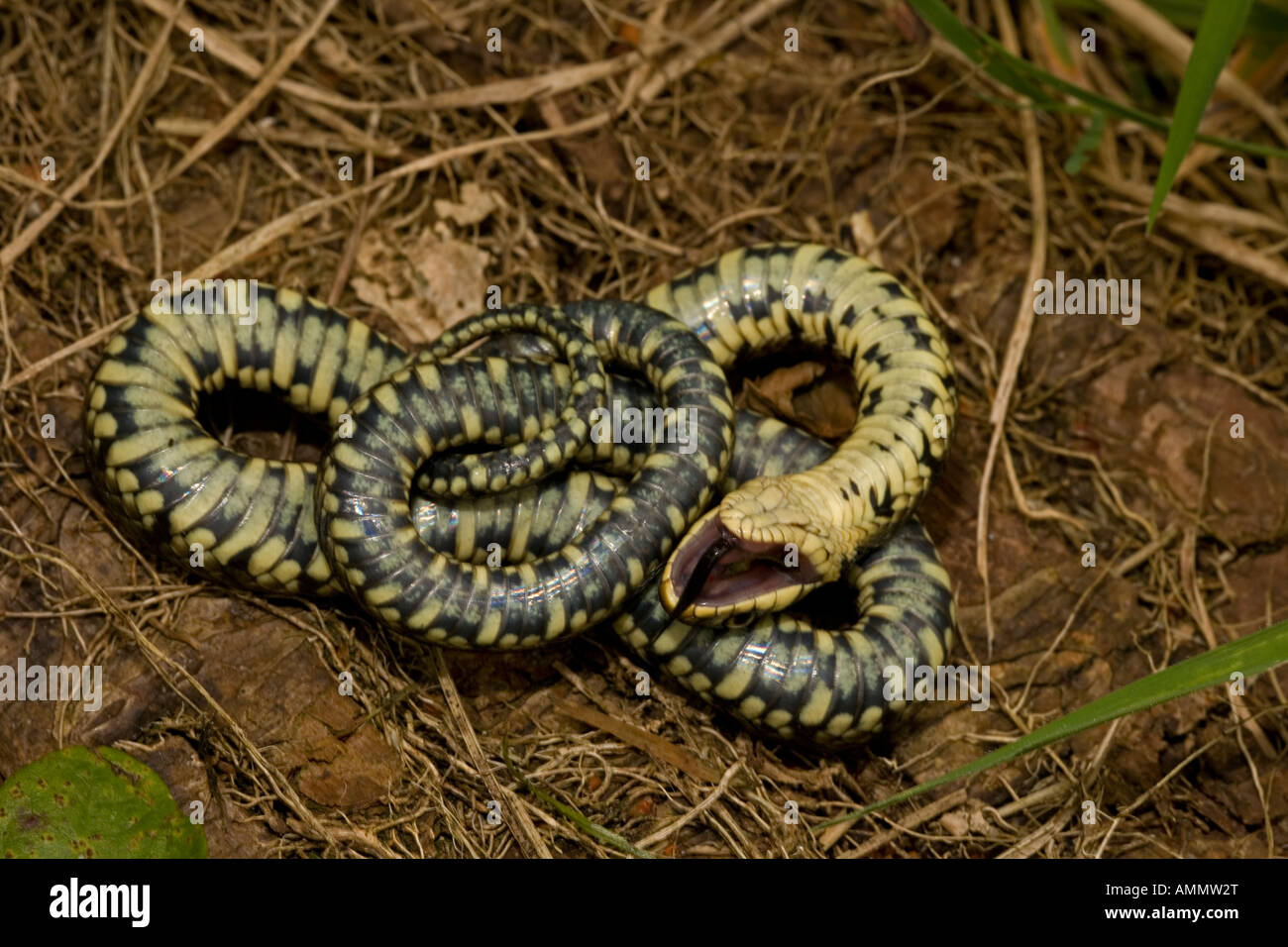 Couleuvre à collier Natrix natrix feignant la mort en position défensive England UK Banque D'Images