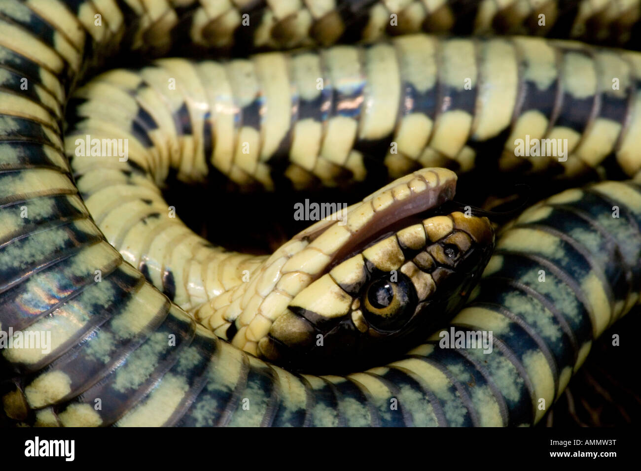 Couleuvre à collier Natrix natrix feignant la mort en position défensive England UK Banque D'Images
