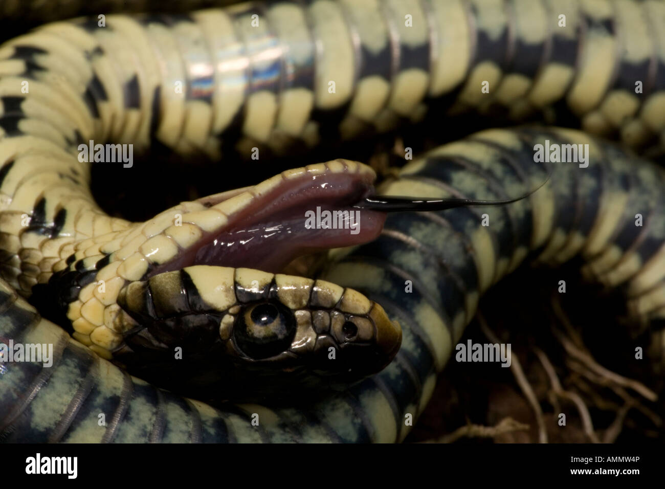 Couleuvre à collier Natrix natrix feignant la mort en position défensive England UK Banque D'Images