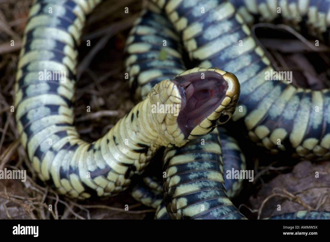 Couleuvre à collier Natrix natrix feignant la mort en position défensive England UK Banque D'Images