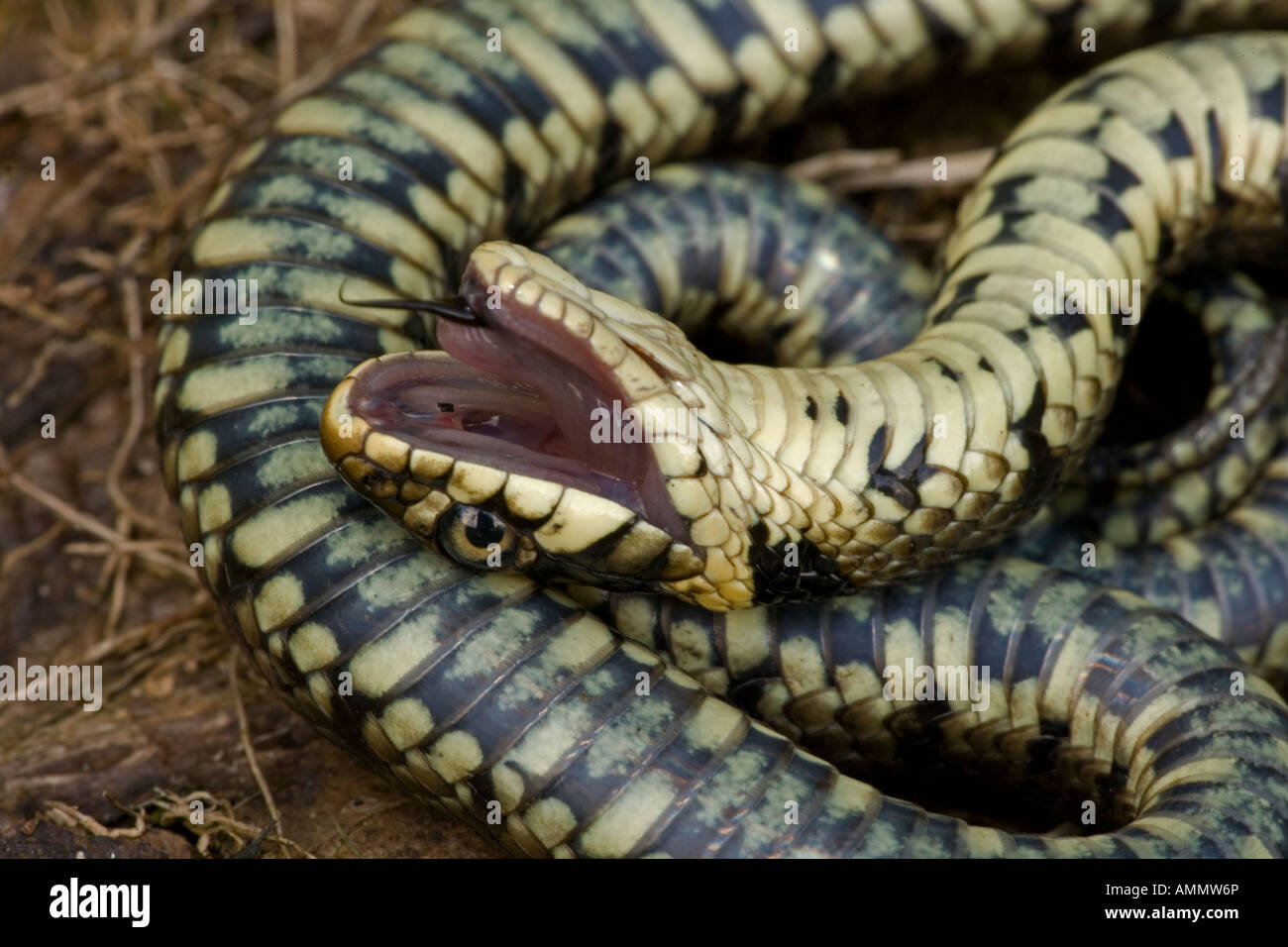 Couleuvre à collier Natrix natrix feignant la mort en position défensive England UK Banque D'Images