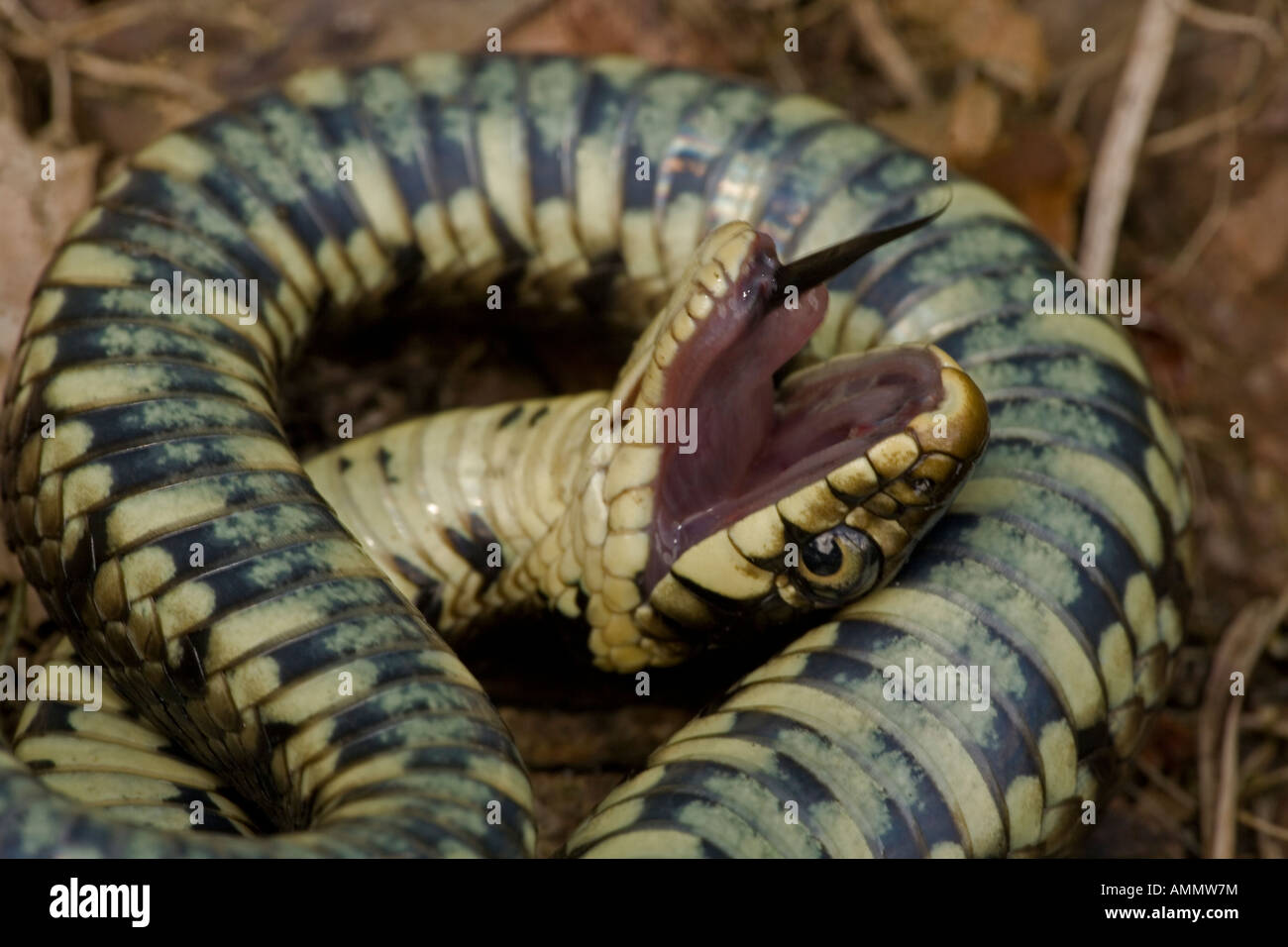 Couleuvre à collier Natrix natrix feignant la mort en position défensive England UK Banque D'Images