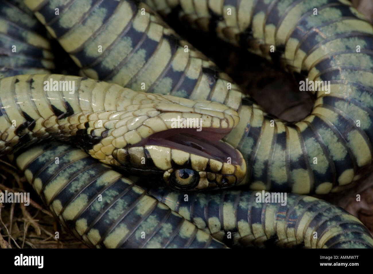 Couleuvre à collier Natrix natrix feignant la mort en position défensive England UK Banque D'Images