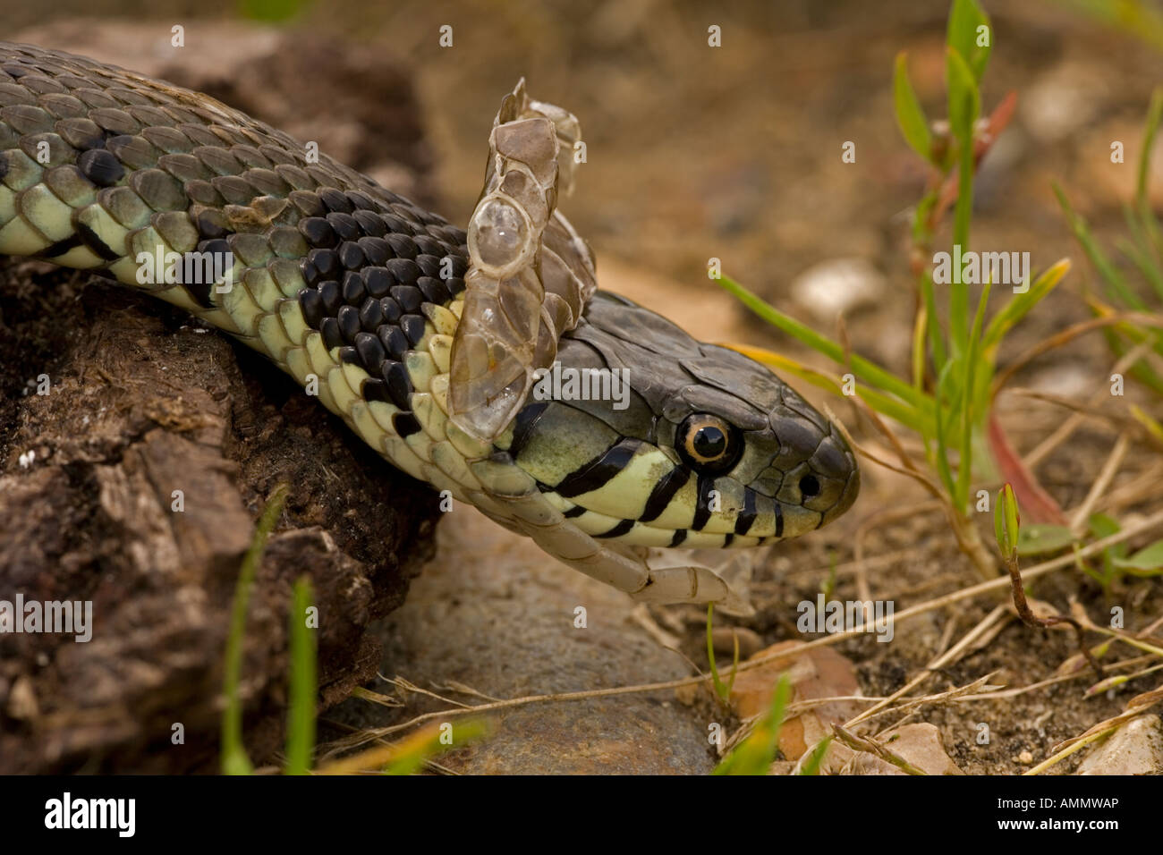 Couleuvre à collier Natrix natrix effusion peau mue UK Banque D'Images