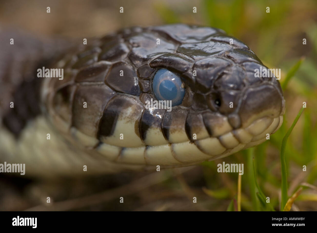 Libre de Couleuvre à collier Natrix natrix UK Head shot prêt à muer paupière transparente est appelé brille Banque D'Images