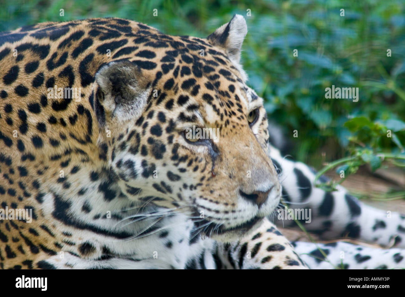 Ues Fa, Jaguar à Hong Kong Le Jardin botanique et zoologique Hong Kong Banque D'Images