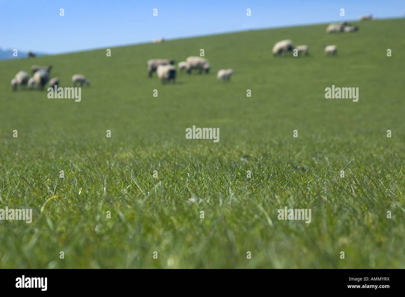 Des moutons paissant sur colline en Soleil avec ciel bleu, Devon UK Banque D'Images