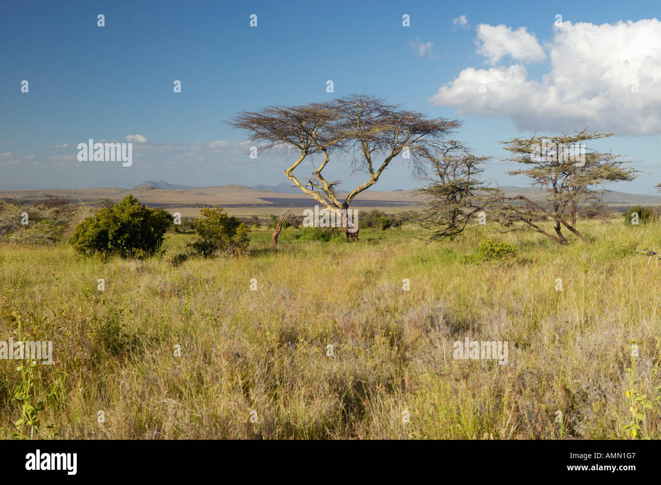 Le Mont Kenya et les Acacia Tree à Lewa Conservancy Kenya Afrique Banque D'Images