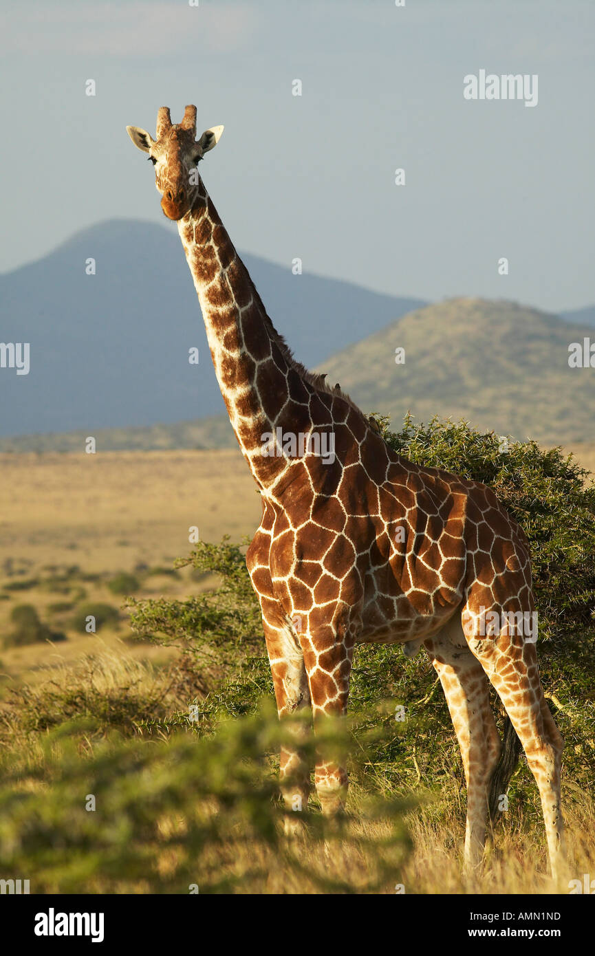Girafe coucher du soleil la lumière à Lewa Conservancy Kenya Afrique Banque D'Images