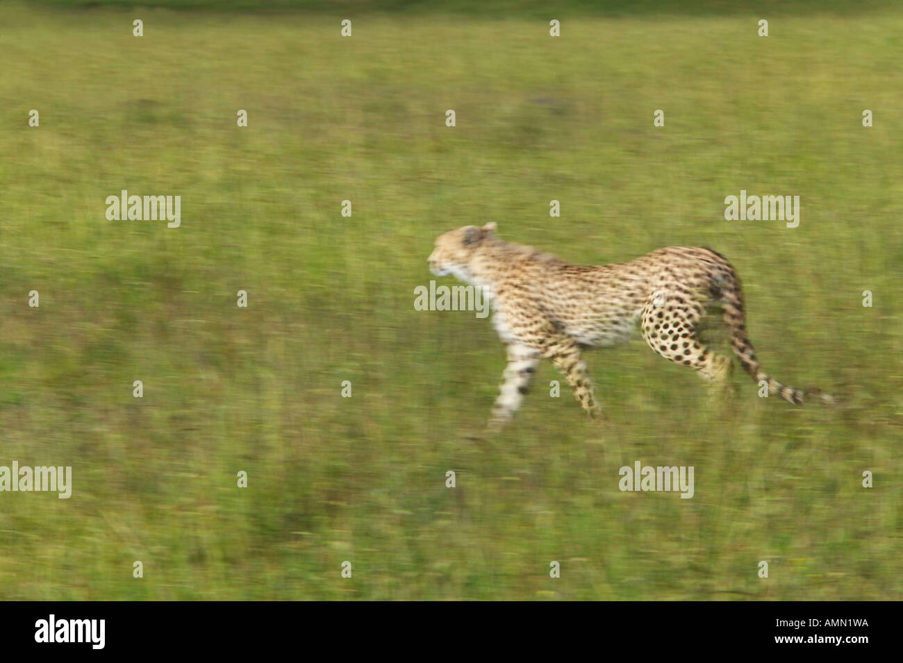 Le guépard traque à travers des prairies du Masai Mara, près de Little Governor s camp au Kenya Afrique Banque D'Images