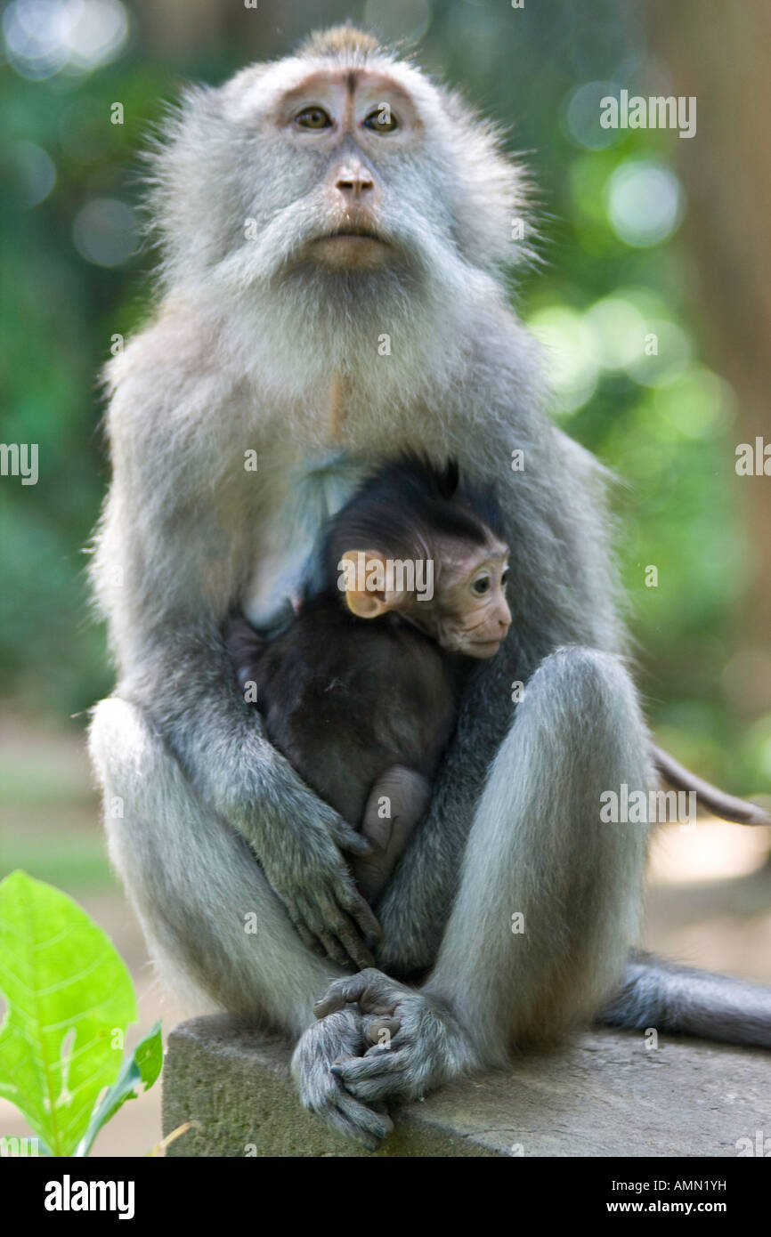 La mère et l'enfant les macaques à longue queue Macaca fascicularis Monkey Forest Ubud Bali Indonésie Banque D'Images