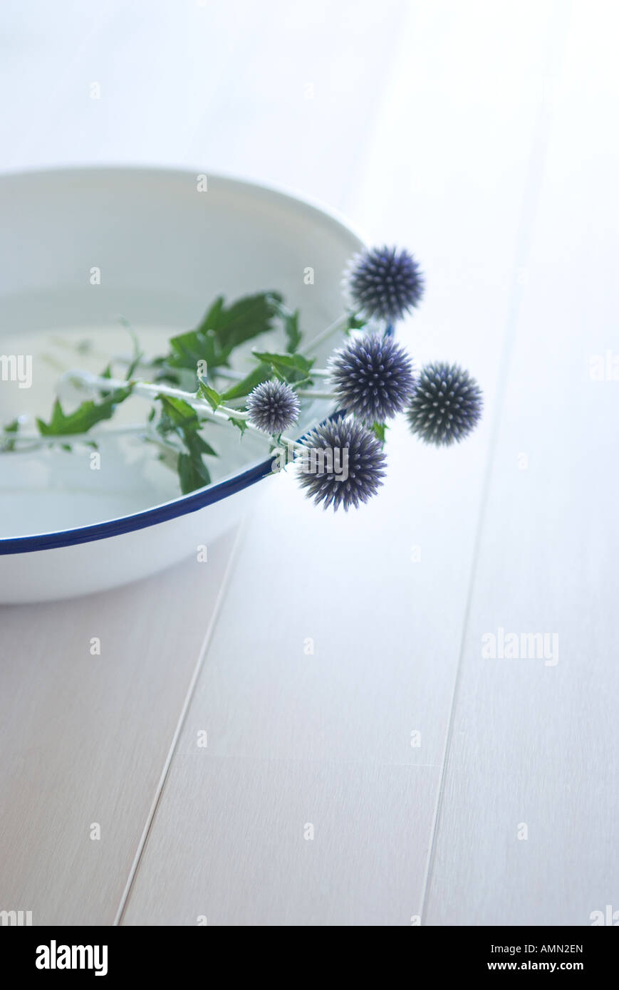 Fleurs dans la cuvette de lavage Banque D'Images