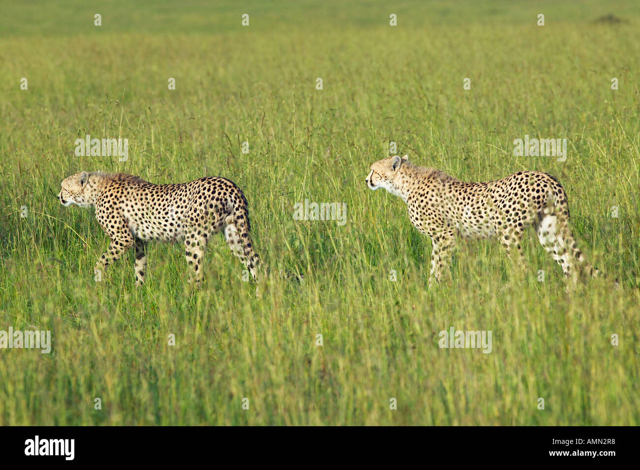 Deux guépards traque à travers des prairies du Masai Mara, près de Little Governor s camp au Kenya Afrique Banque D'Images