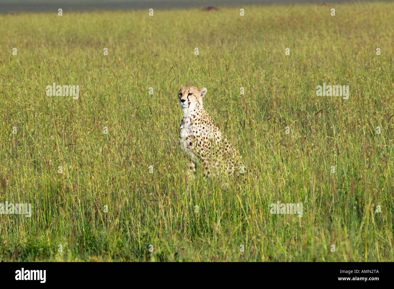 Le guépard assis dans le parc de Masai Mara, près de Little Governor s camp au Kenya Afrique Banque D'Images