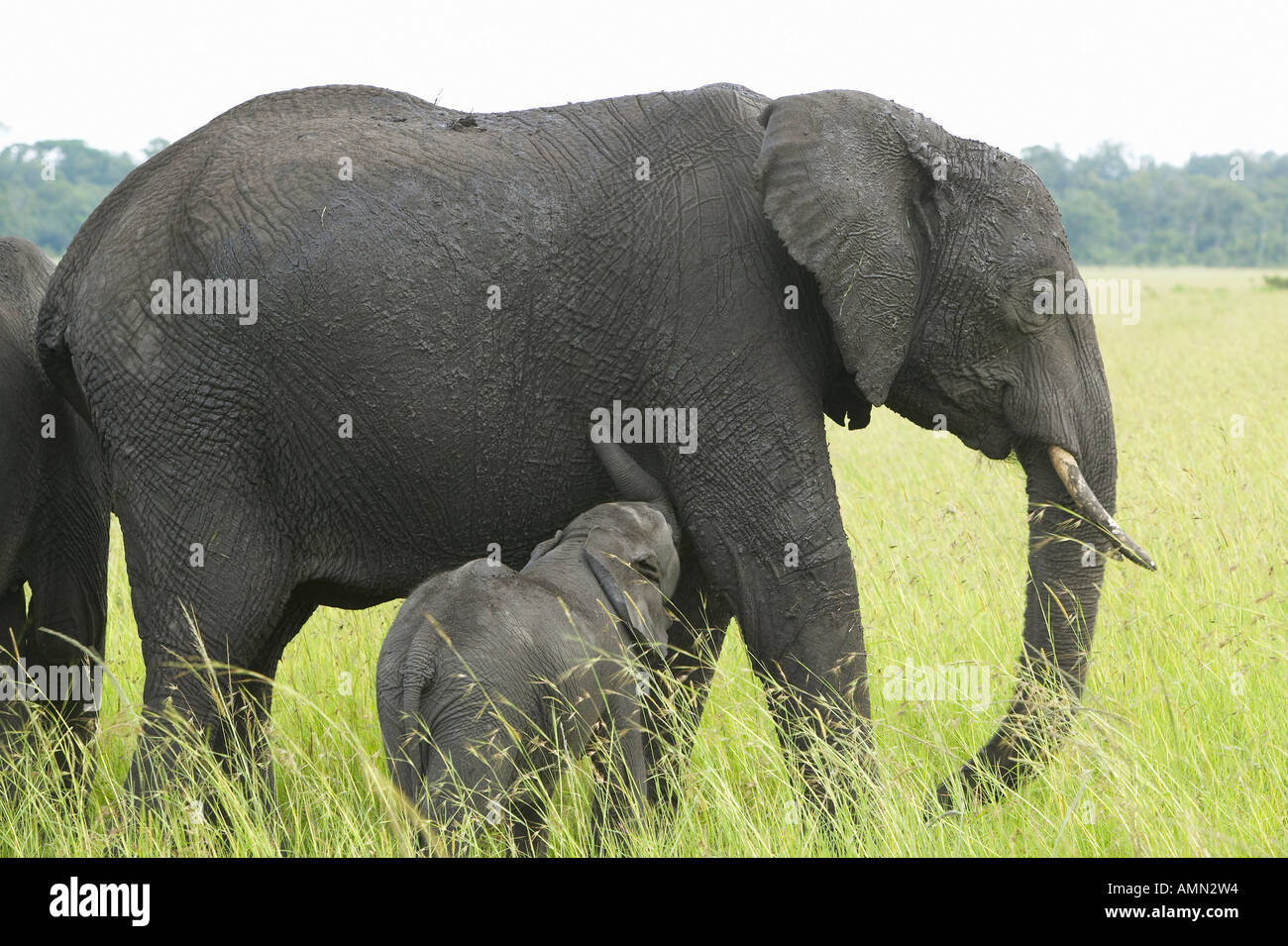 L'éléphant et son bébé dans le parc de conservation Lewa Kenya Afrique Banque D'Images