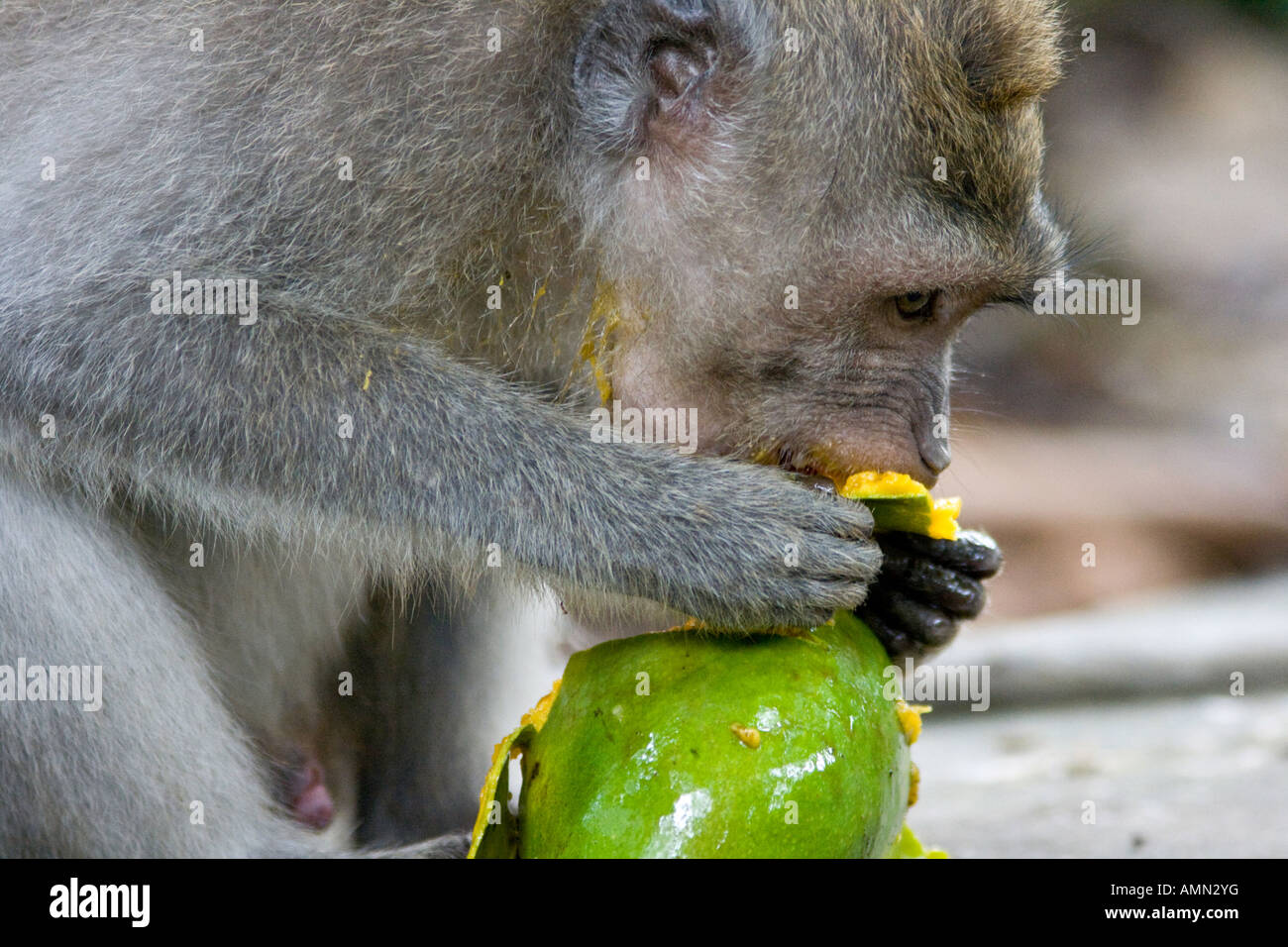 La mangue verte manger les macaques à longue queue Macaca fascicularis Monkey Forest Ubud Bali Indonésie Banque D'Images