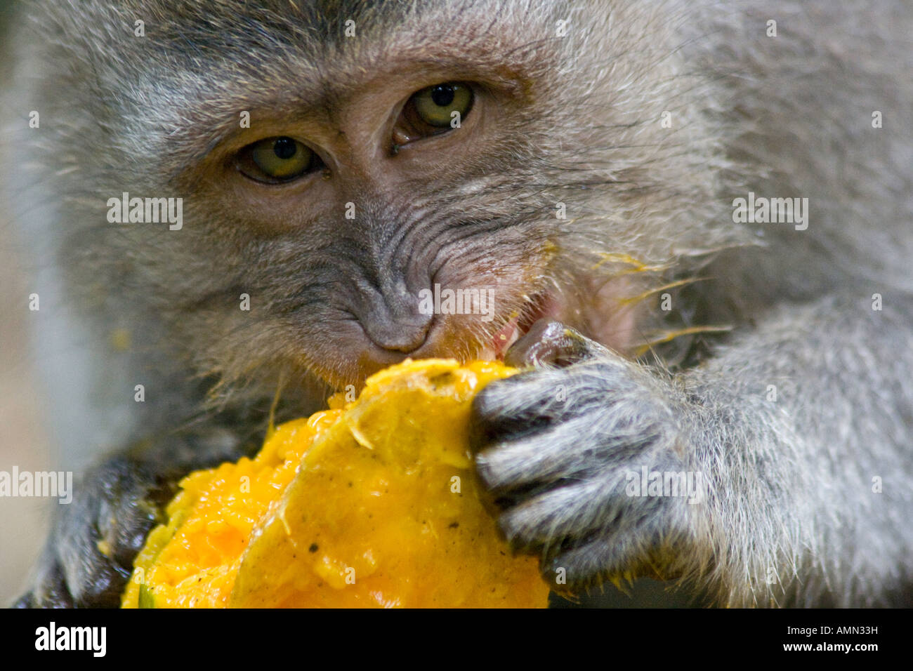 Manger une mangue macaques à longue queue Macaca fascicularis Monkey Forest Ubud Bali Indonésie Banque D'Images