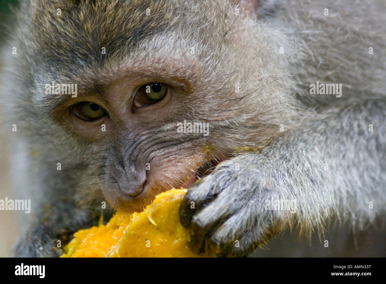 Manger une mangue macaques à longue queue Macaca fascicularis Monkey Forest Ubud Bali Indonésie Banque D'Images