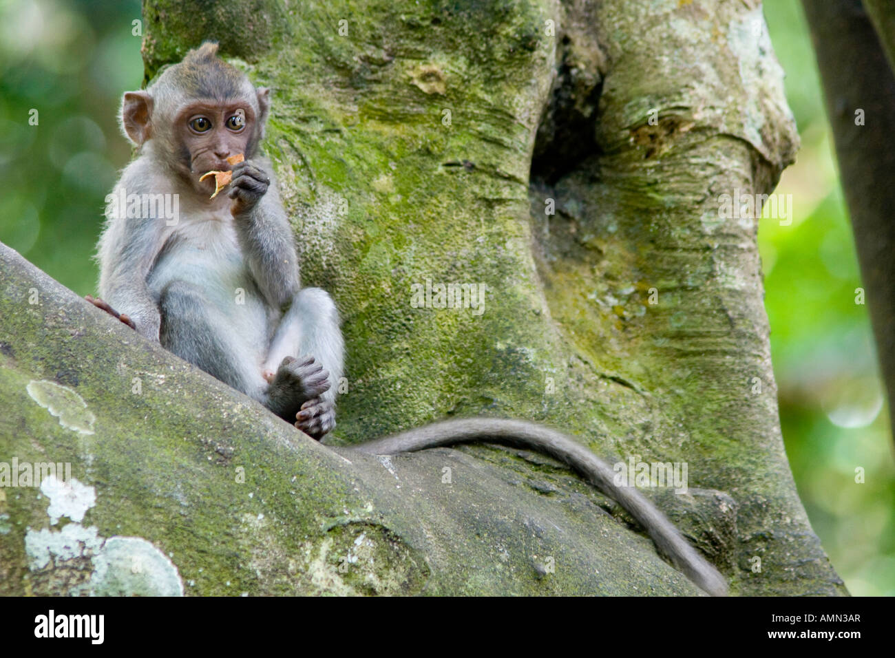 Les macaques à longue queue bébé Macaca fascicularis dans un arbre La Forêt des Singes Ubud Bali Indonésie Banque D'Images
