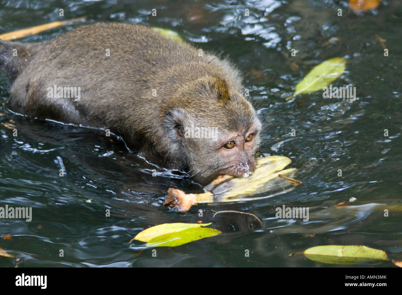 Piscine avec Banana macaques à longue queue Macaca fascicularis Monkey Forest Ubud Bali Indonésie Banque D'Images