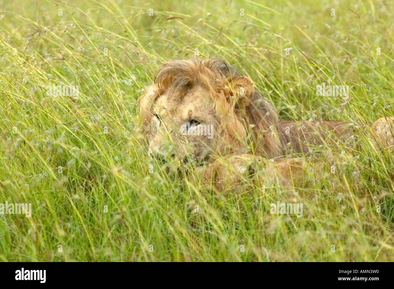 Lion mâle dormir dans le parc de Masai Mara, près de Little Governor s Camp au Kenya Afrique Banque D'Images