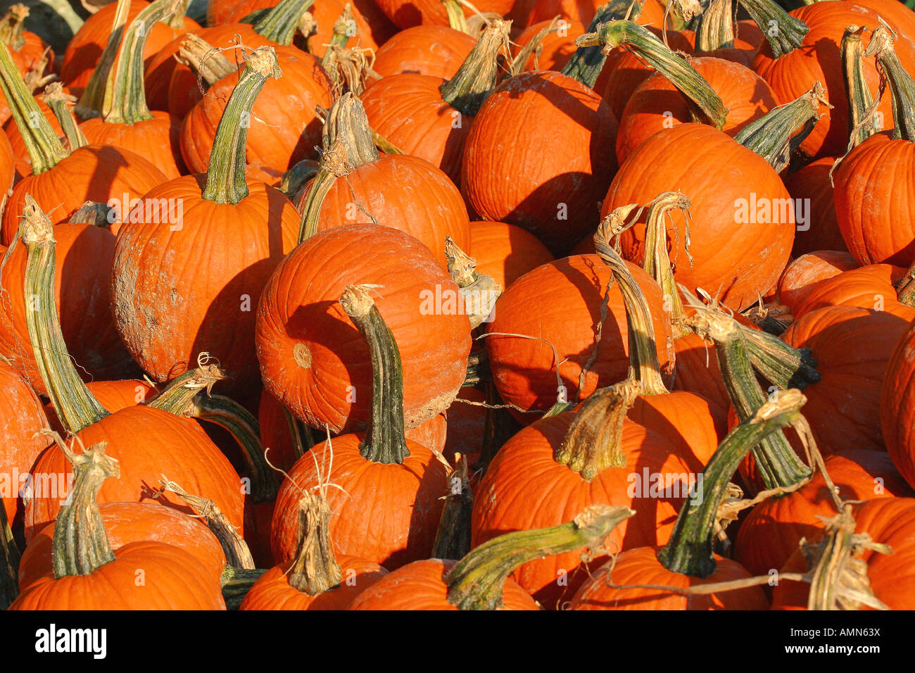 Citrouilles Banque D'Images