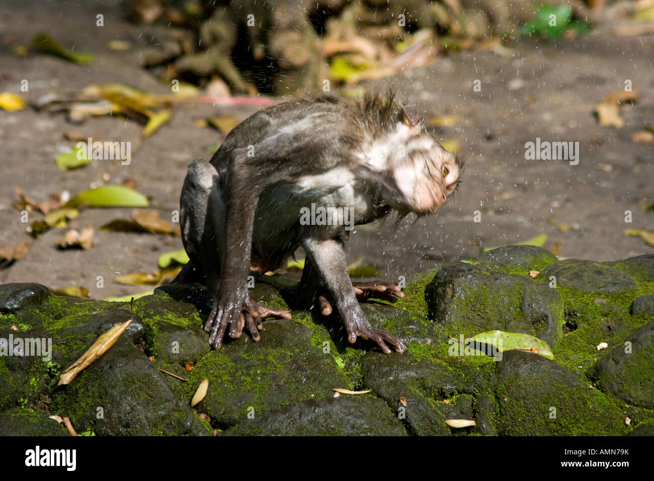 Sec-macaques à longue queue Macaca fascicularis Monkey Forest Ubud Bali Indonésie Banque D'Images