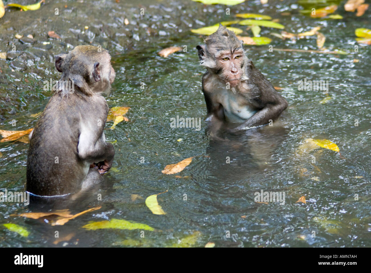 Deux macaques à longue queue Macaca fascicularis dans l'eau Monkey Forest Ubud Bali Indonésie Banque D'Images