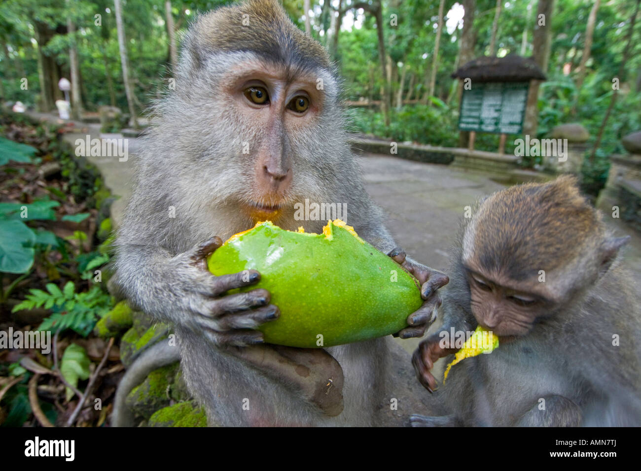 Deux macaques à longue queue Macaca fascicularis partageant une mangue Monkey Forest Ubud Bali Indonésie Banque D'Images