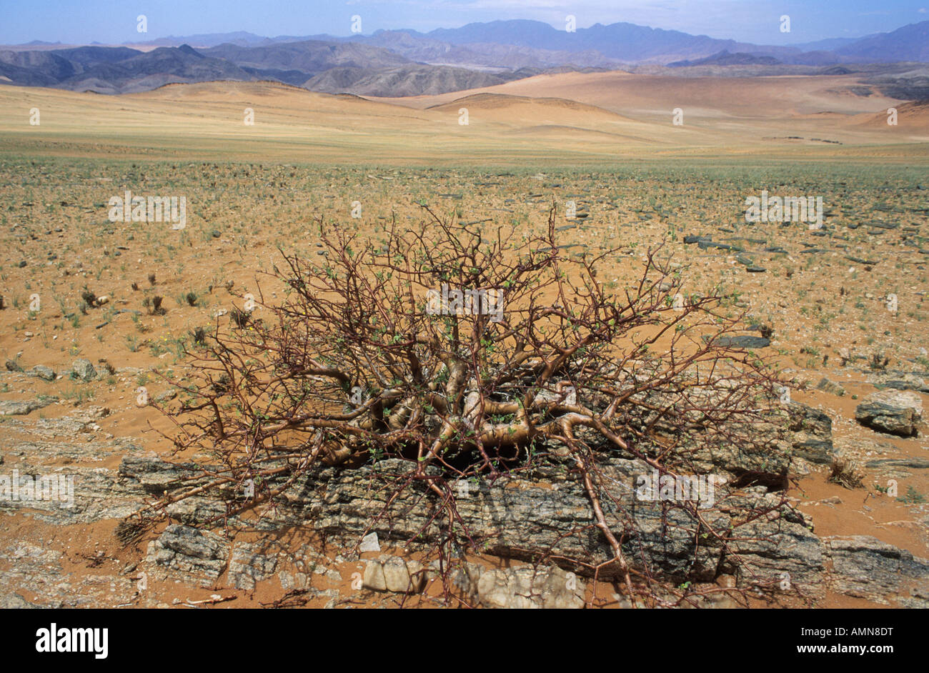 Vue panoramique du paysage désertique avec un Commiphora sp bush en premier plan dans la région de Kunene le nord de la Namibie Banque D'Images