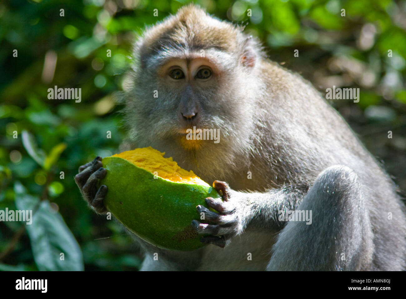 Manger à longue queue Mangue Macaca fascicularis macaque Monkey Forest Ubud Bali Indonésie Banque D'Images