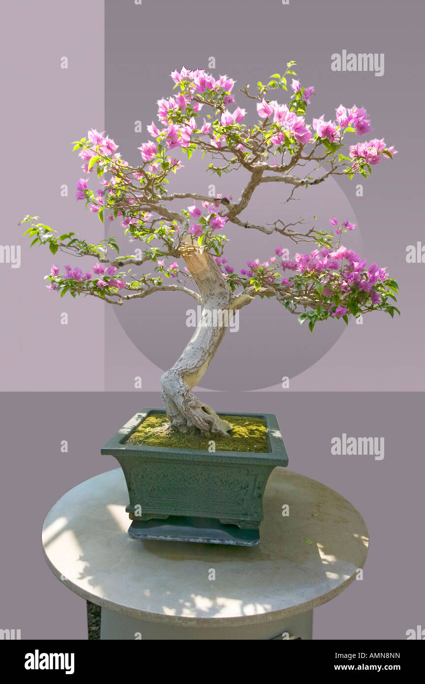 Image composite de l'arbre de bonzaies japonais en face d'un modèle asiatique géométrique Banque D'Images